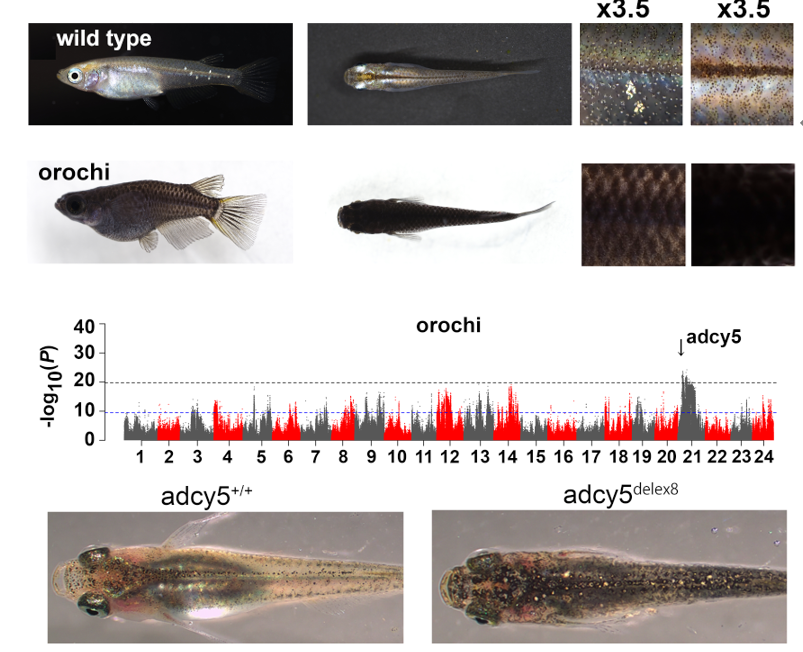 研究成果】観賞用メダカがどこから来て多様な体の色や形を育んできた